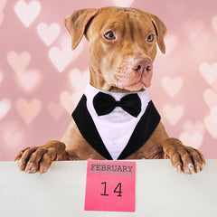 PUMYPOREITY dog tuxedo bowtie closeup showing breathable cotton comfort