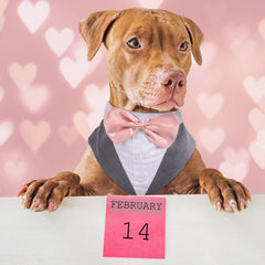 PUMYPOREITY dog tuxedo bowtie set on a small breed for photos.
