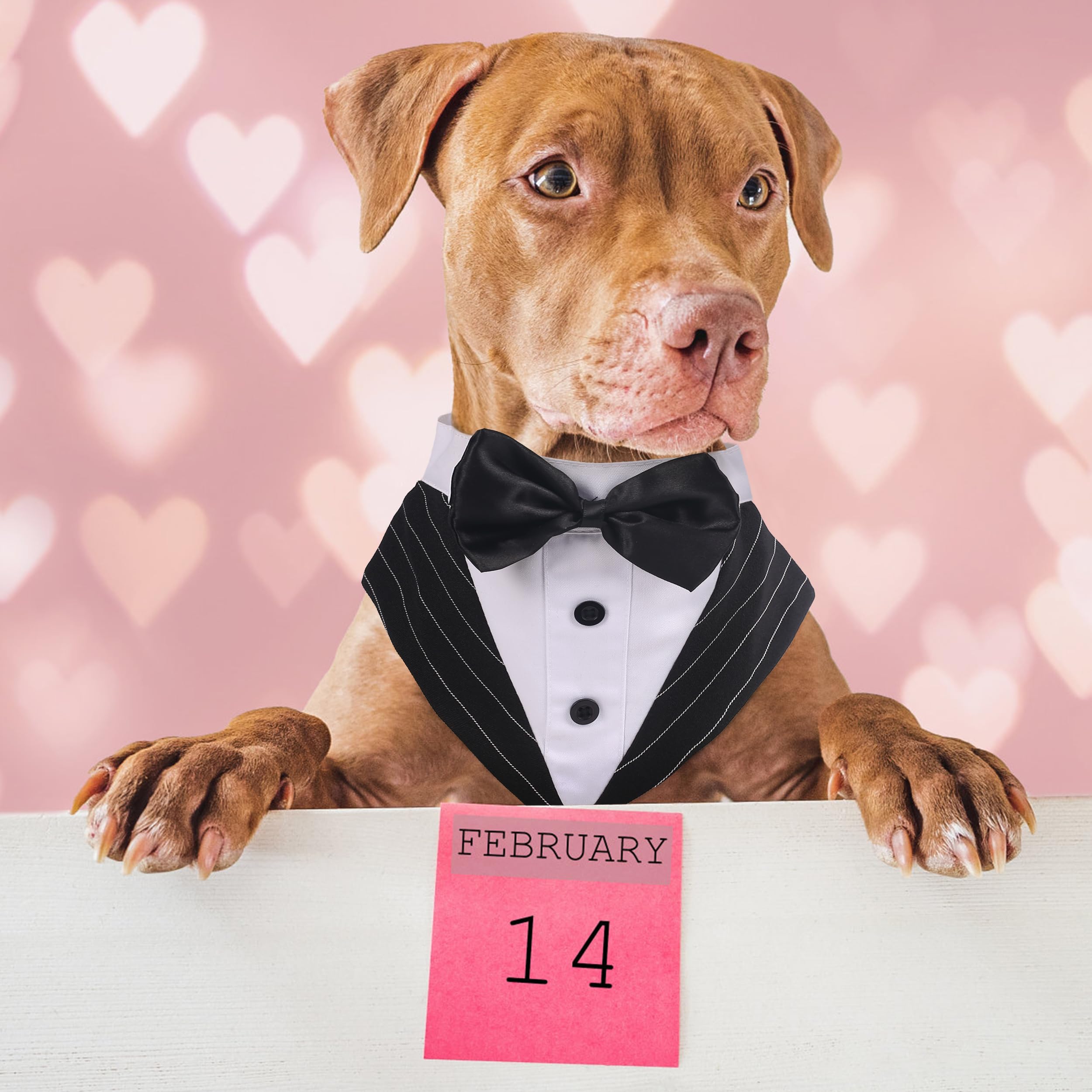PUMYPOREITY dog tuxedo bowtie worn on-dog view for party-ready style
