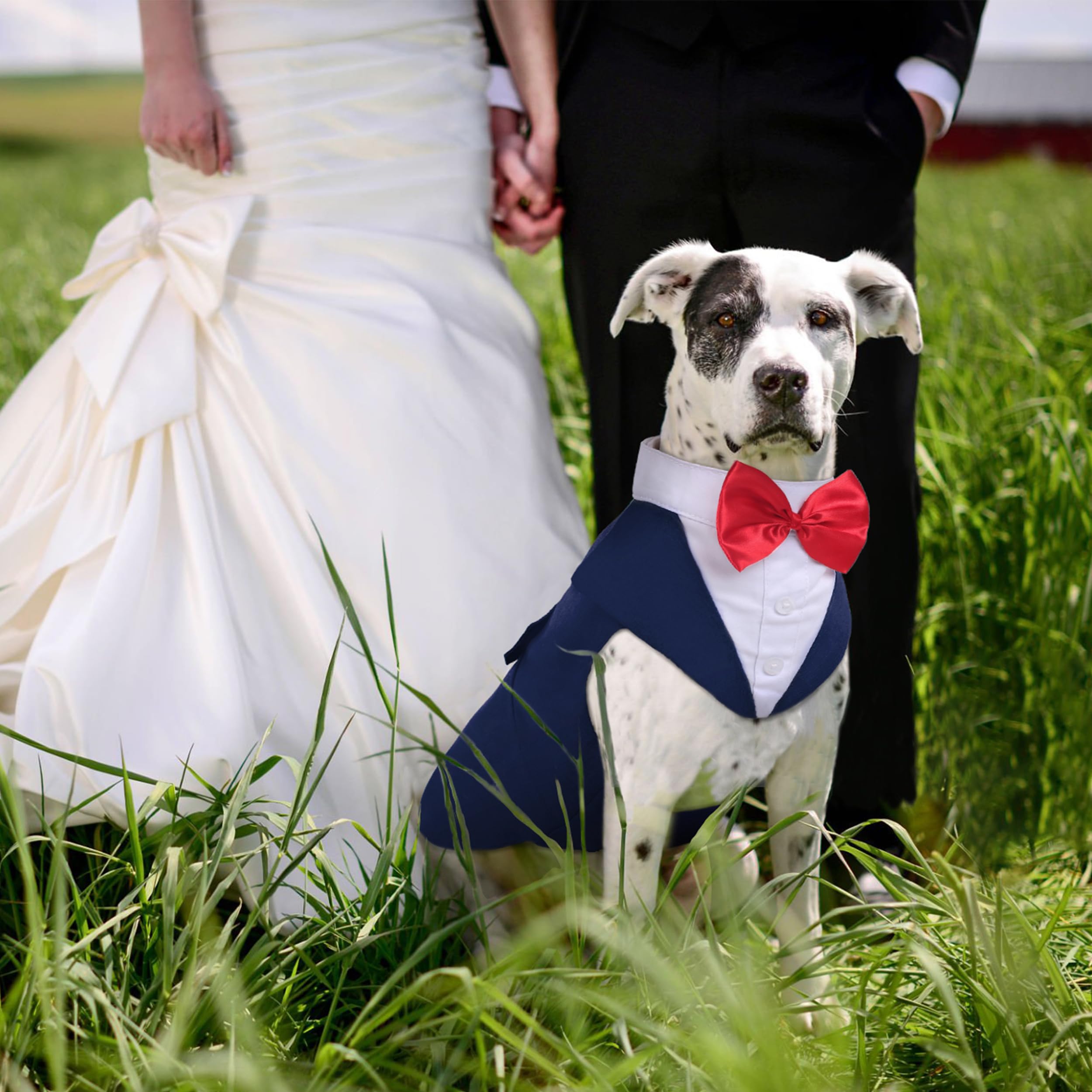 PUMYPOREITY dog tuxedo back view highlights secure leash attachment for outings.