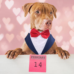 PUMYPOREITY dog tuxedo navy x-large side view shows adjustable closures for easy dressing.
