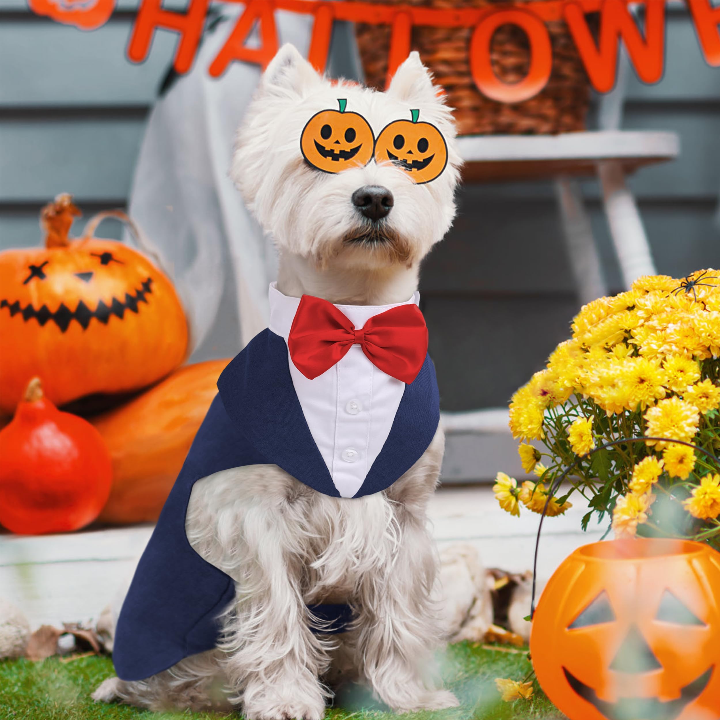 PUMYPOREITY dog tuxedo at a wedding-ready look in blue.