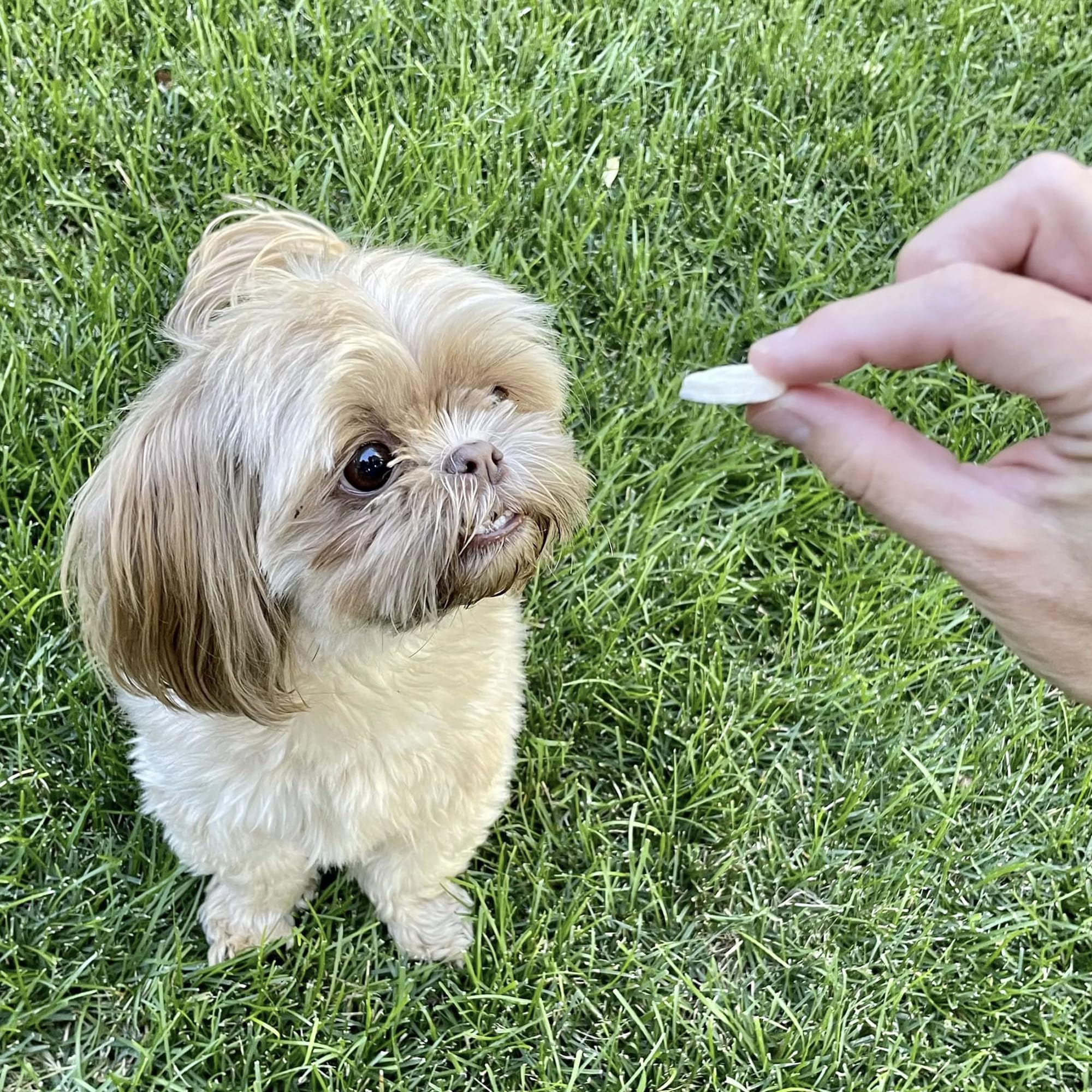 Pupford banana chip treat on the go easy, mess-free travel snack for dogs