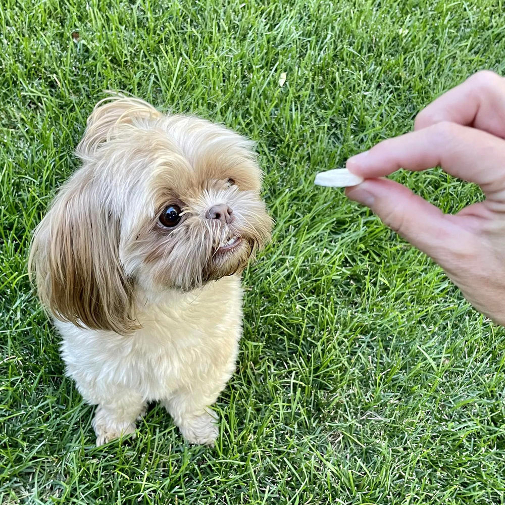 Pupford banana chip treat on the go easy, mess-free travel snack for dogs