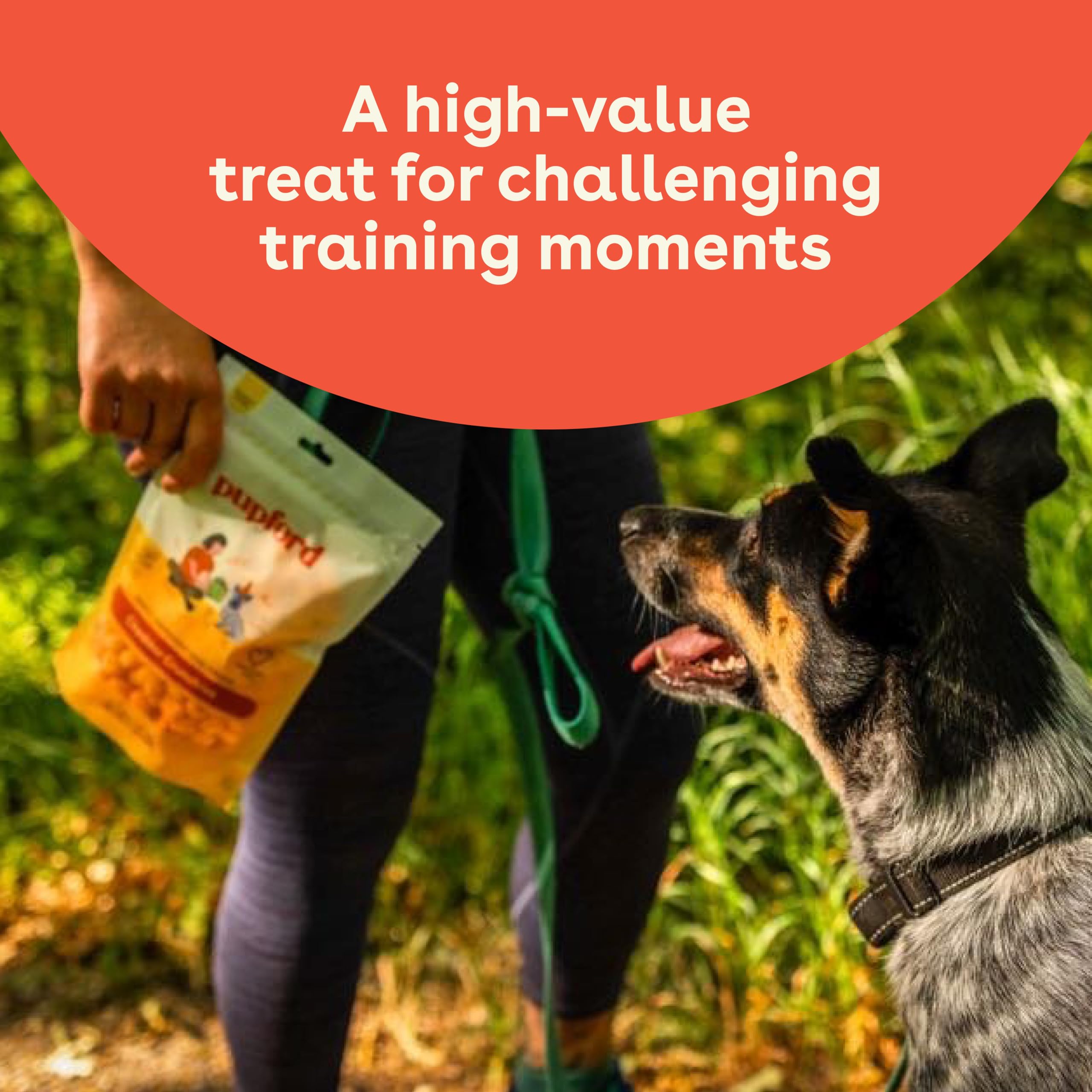 Pupford Cheese Crunchies dog enjoying a cheddar reward during training.