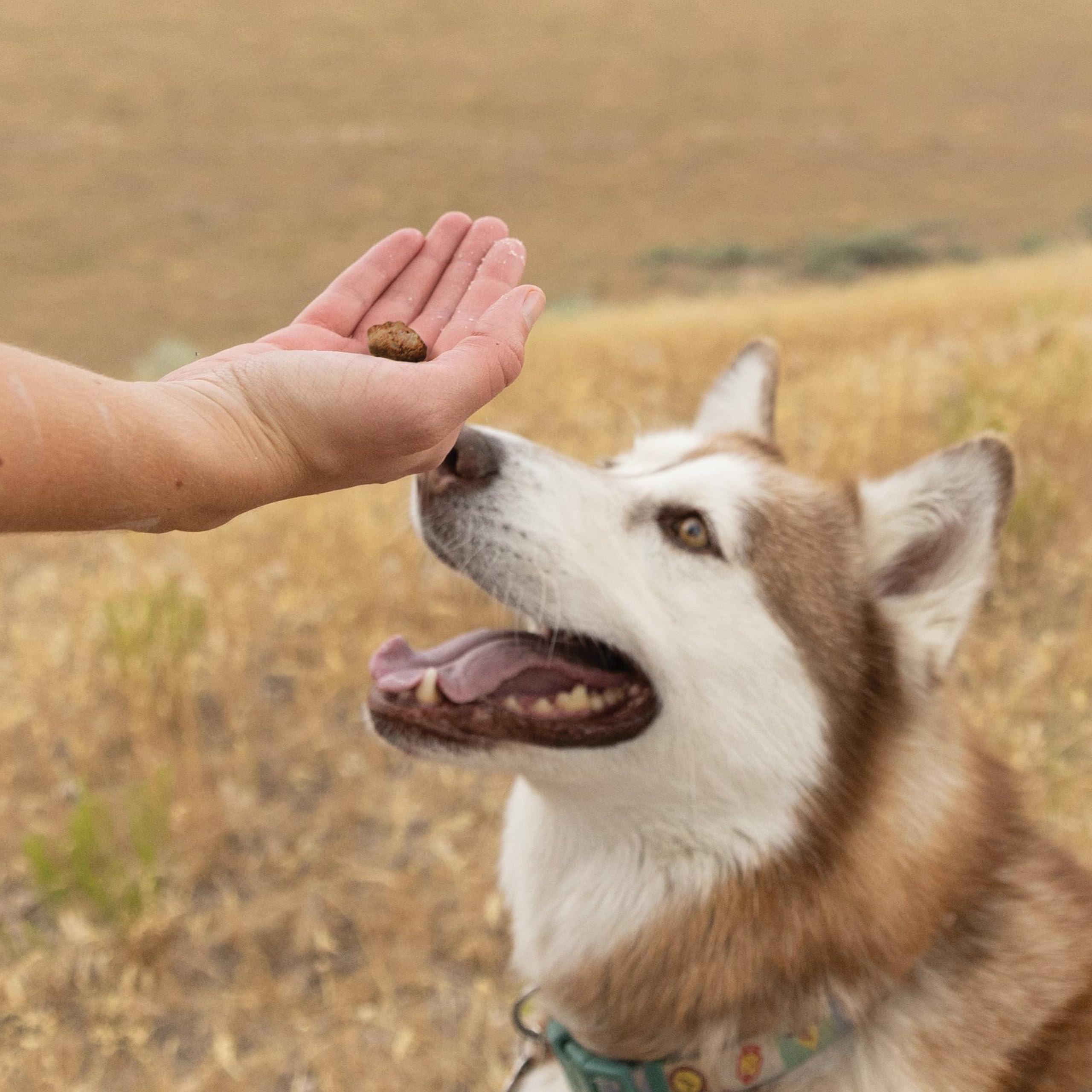 Pupford Crunchies tamaño y porciones, ideal para perros de diferentes tamaños.