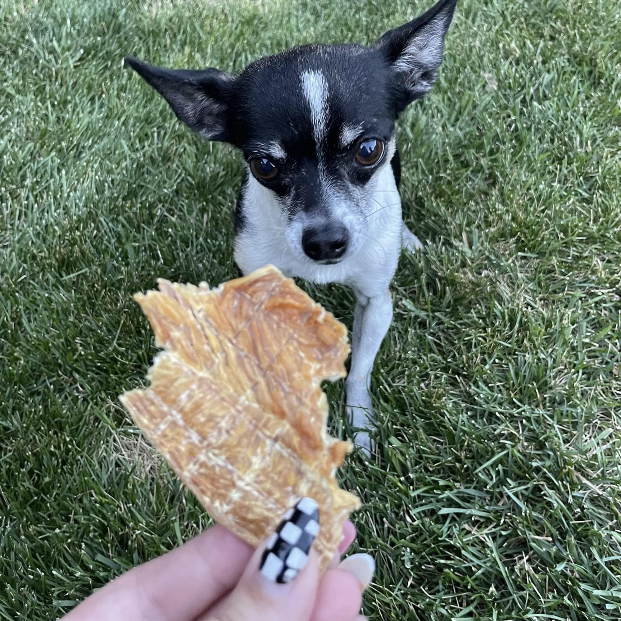 Pupford Crunchy Jerky training reward being offered during session