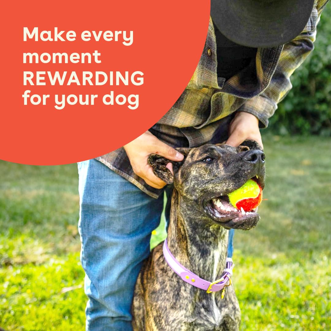 Pupford Freeze Dried Chicken Breast Treat puppy-training scene demonstrates easy-to-use rewards during sessions