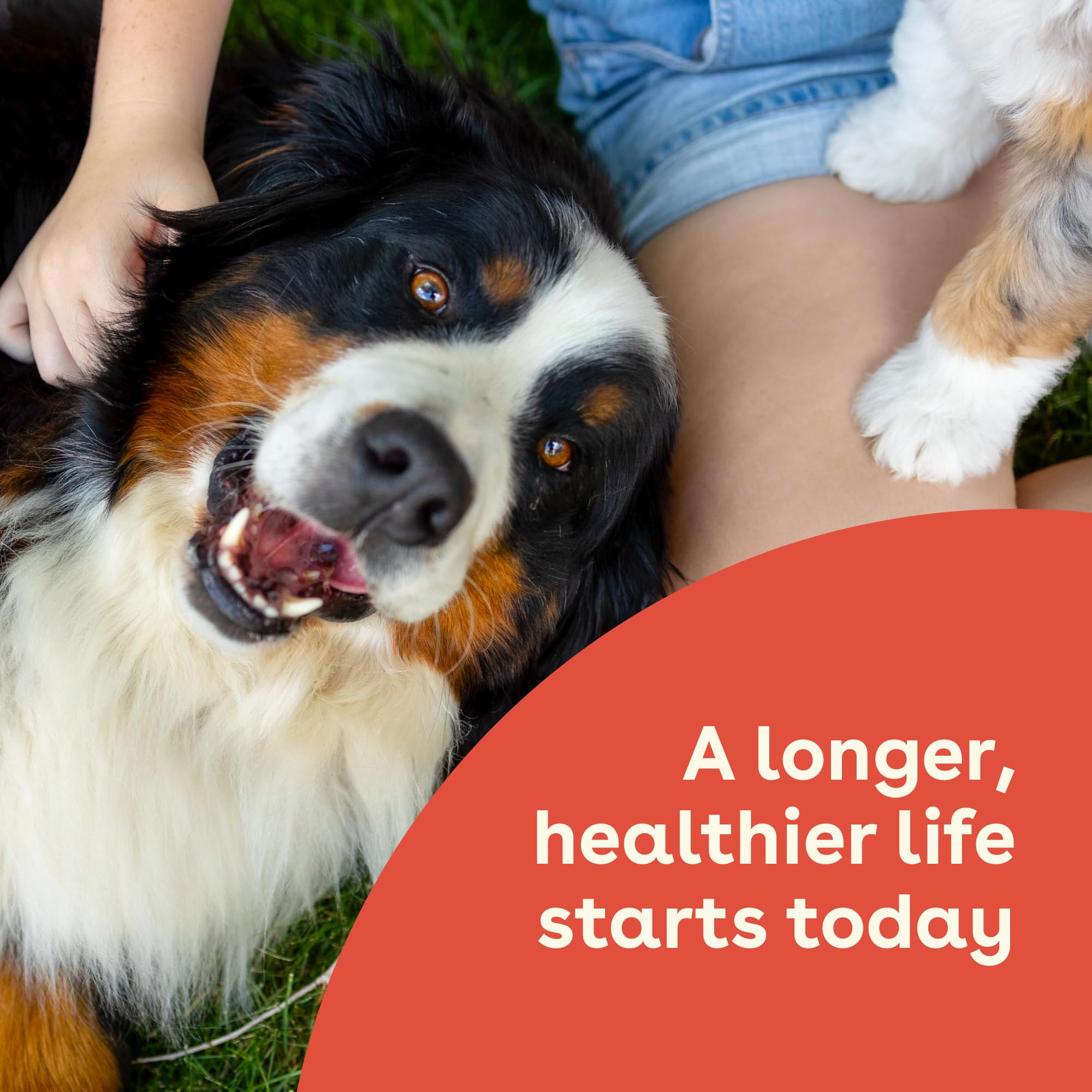 Peanut butter and jelly flavor label signals tasty, dog-friendly supplementation.