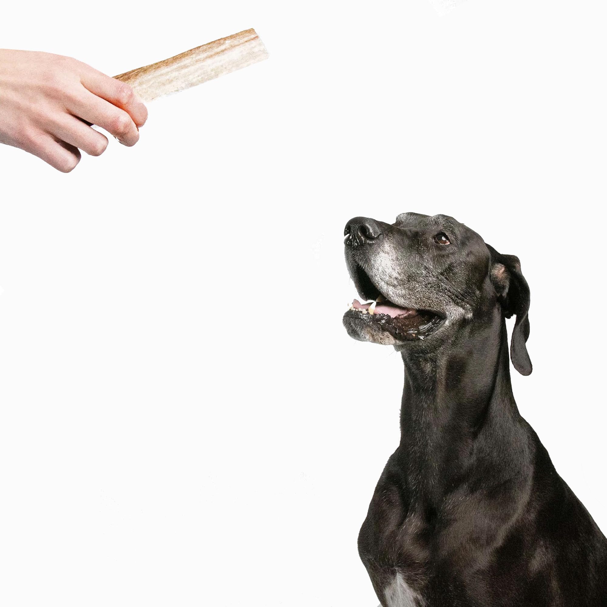 Pupford split elk antlers long-lasting chew promotes extended play and canine focus.