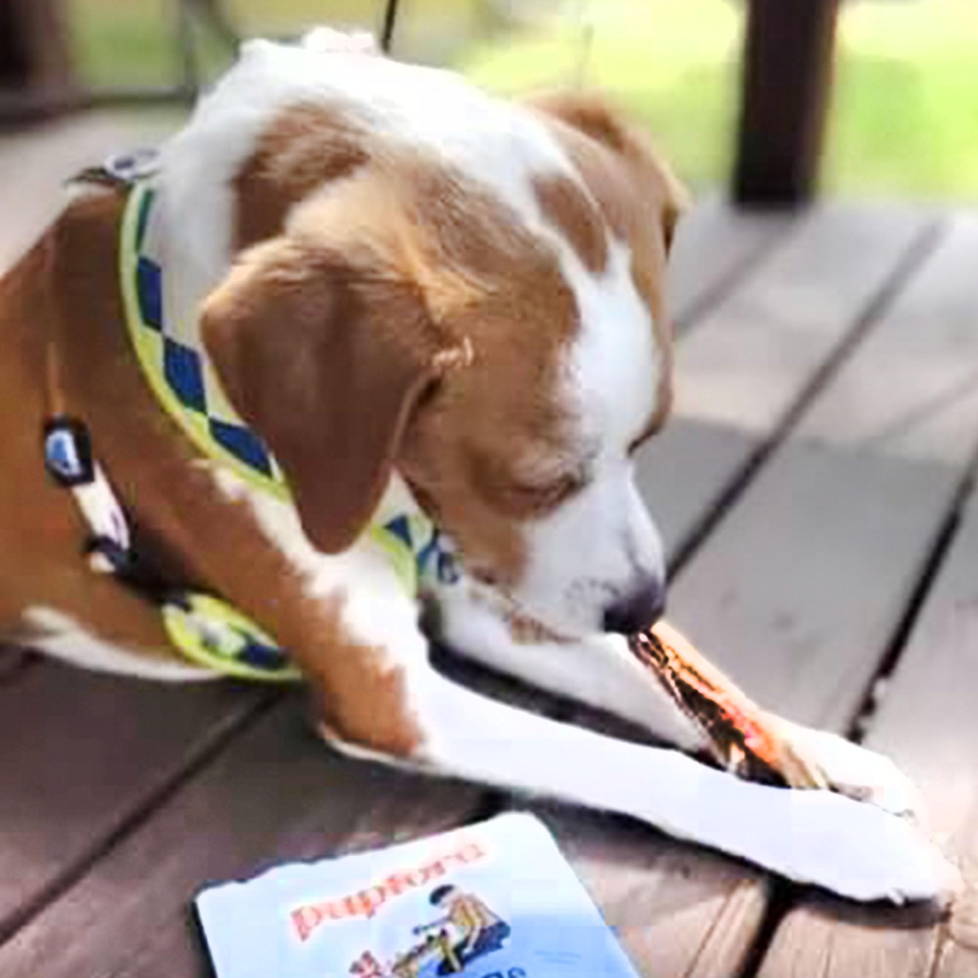 Pupford Thick Beef Tendon Chews natural teeth-cleaning texture during chew