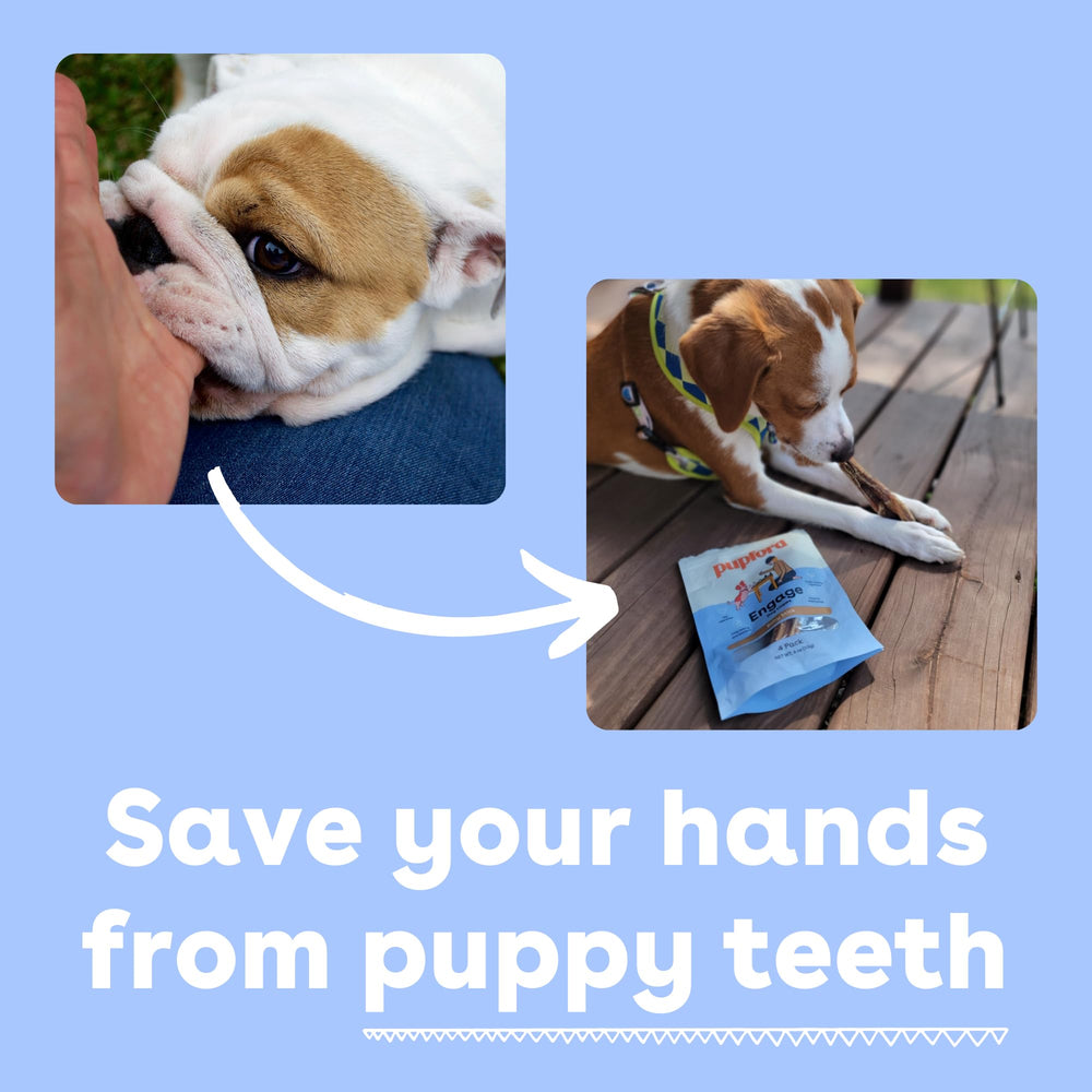 Pupford Thick Bully Sticks with smoked odor control for calmer chews.