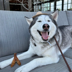 Pupford Turbo Beef Tendon Chews shown during extended play sessions for enrichment.