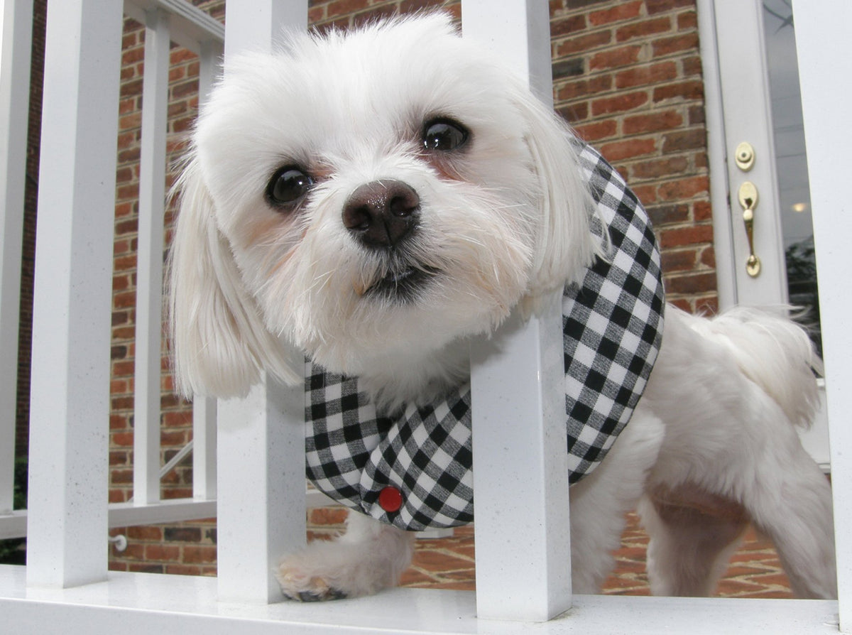 Puppy Bumpers black-white check up to 10 inches protects small dogs from fence escapes.