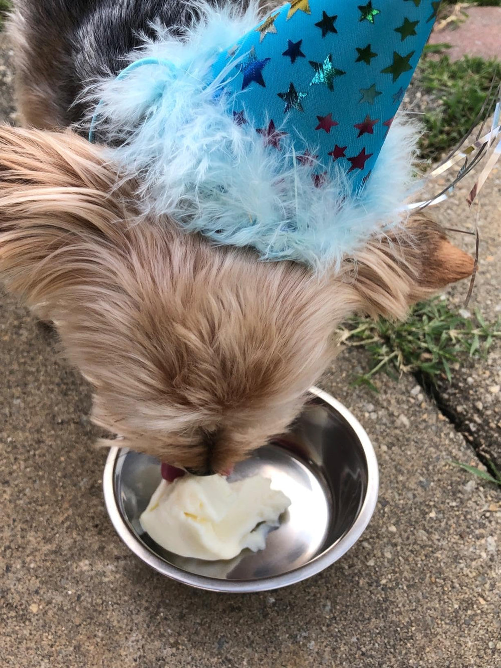 Puppy Cake Hoggin Dogs frozen treats, ideal for freezer storage