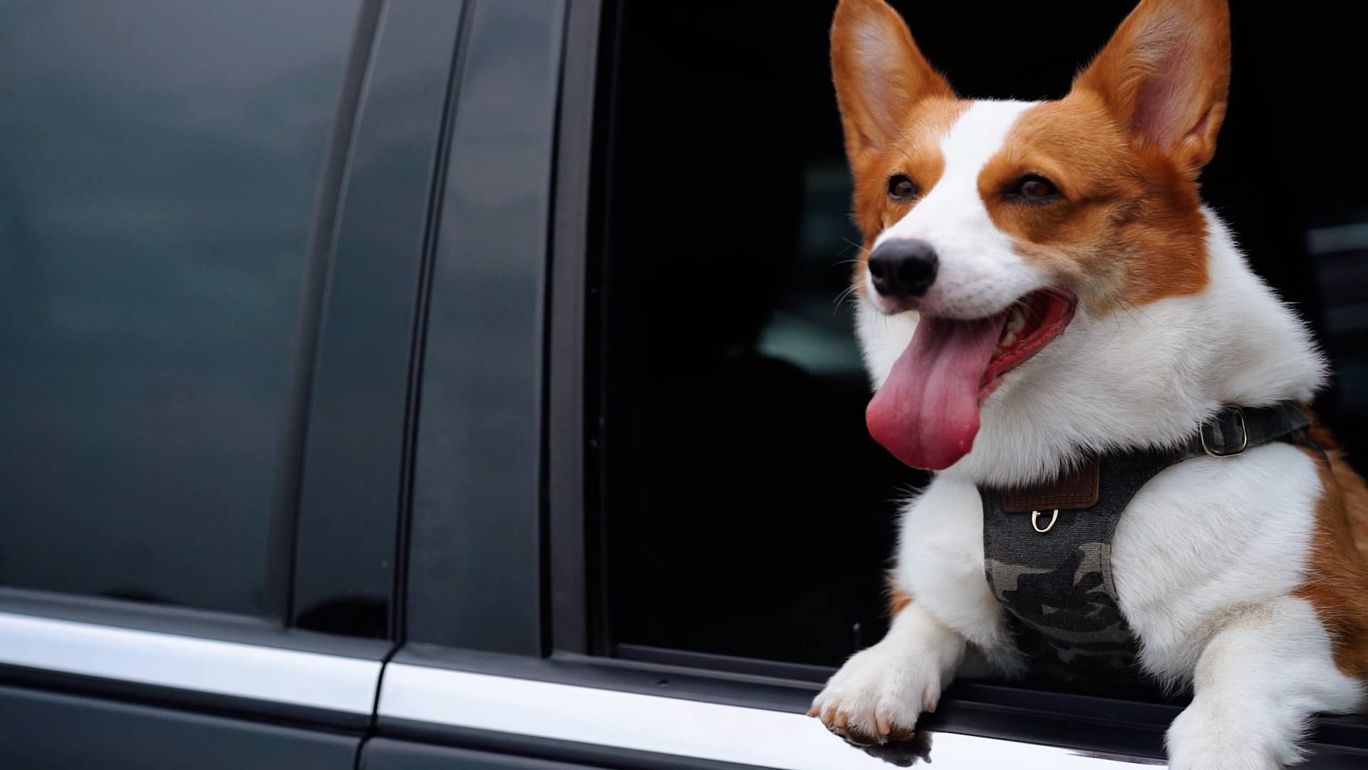 Puppytie adjustable strap detail enables a comfy, custom fit for growing dogs.
