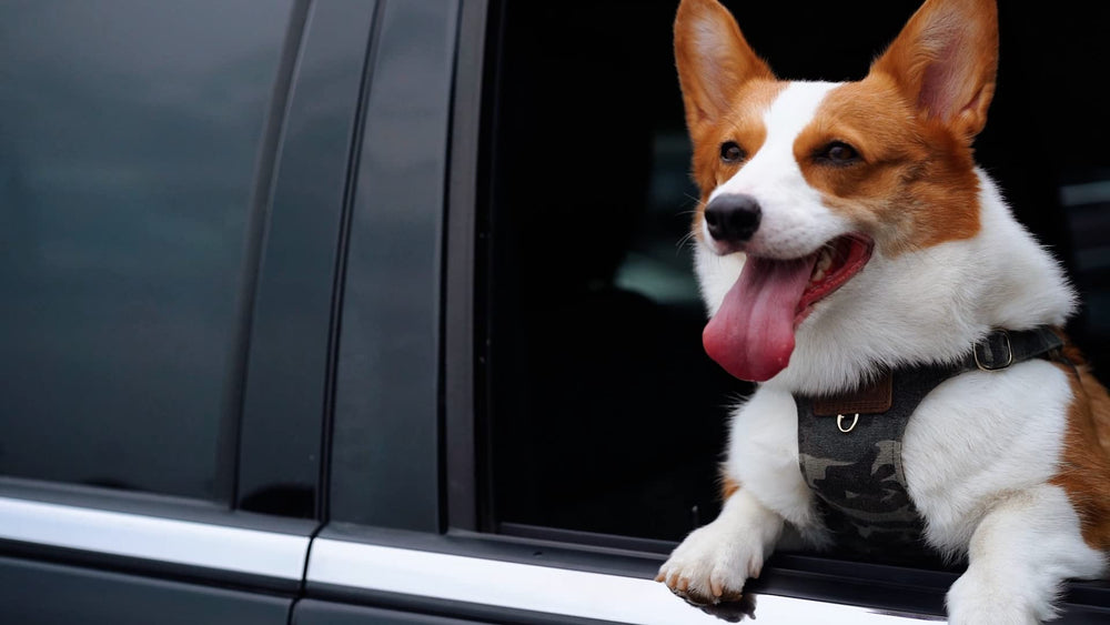 Puppytie adjustable strap detail enables a comfy, custom fit for growing dogs.