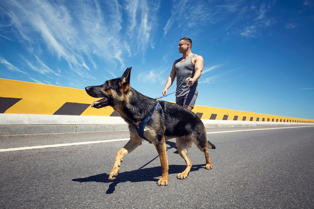 Puppytie dog harness medium blue vest designed for everyday wear and durable performance.