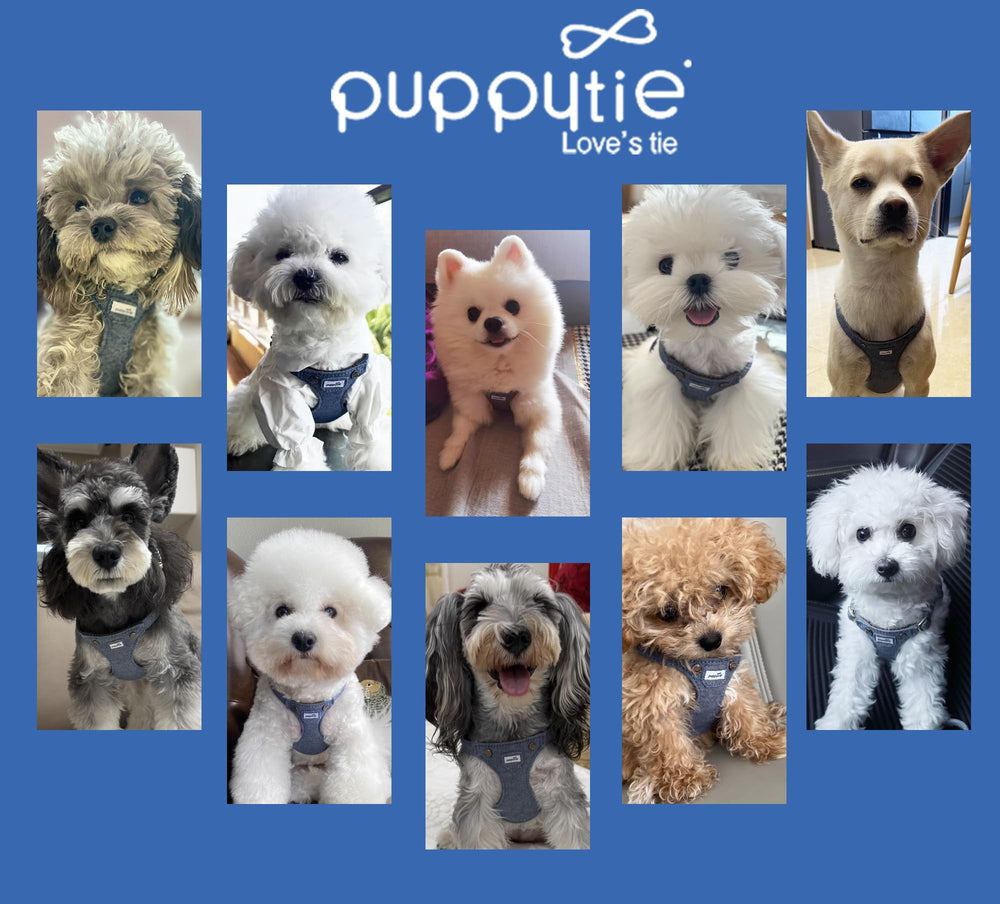 Puppytie escape-proof buckle close-up highlighting secure fit during exercise