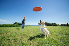 Puppytie Glacier Blue Leash Attachment demonstrates secure control during daily leash walks.
