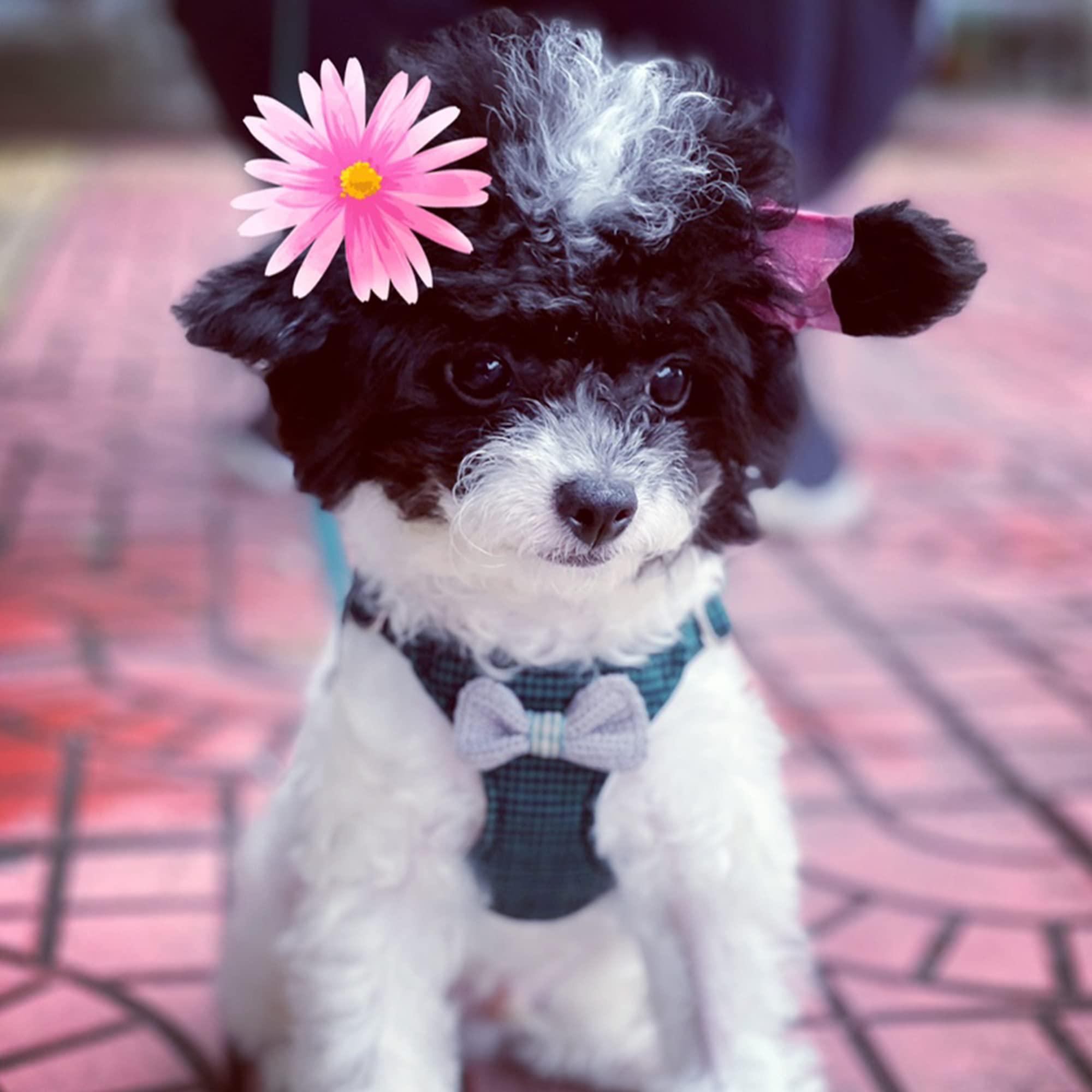 Puppytie harness with waterproof and rust-proof hardware for durability