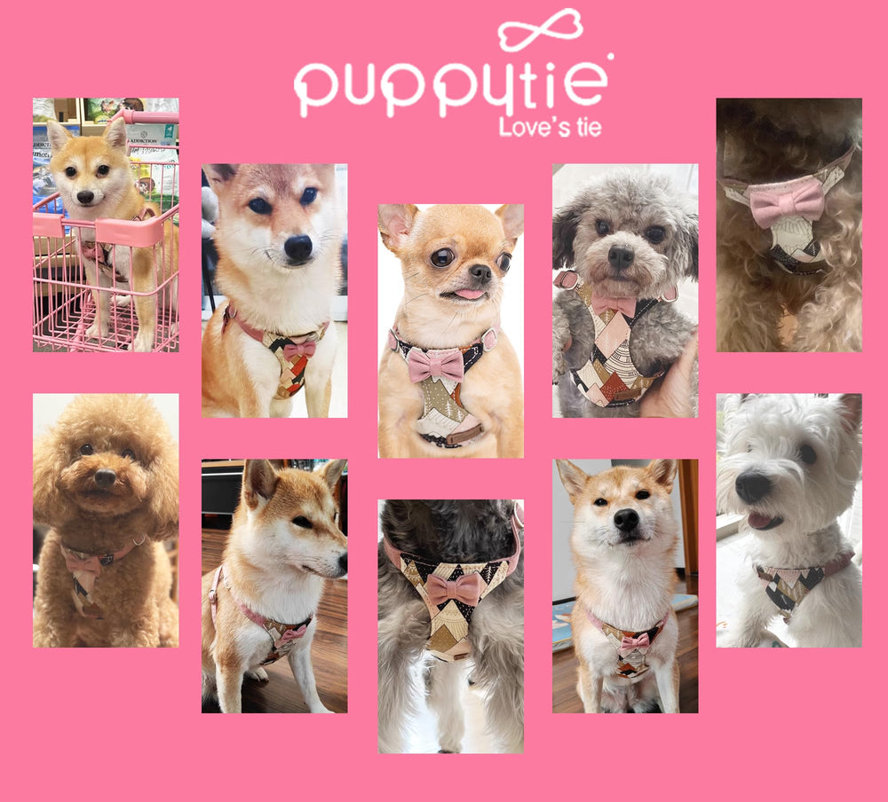 Puppytie No Pull XS worn on a small dog during walks.