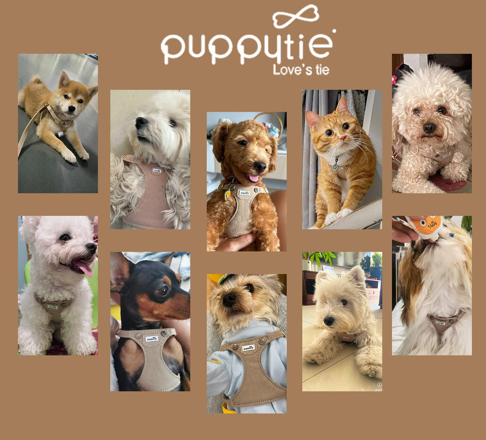 Puppytie No Pull XS packaging, denim mocha brown gift-ready packaging for easy gifting