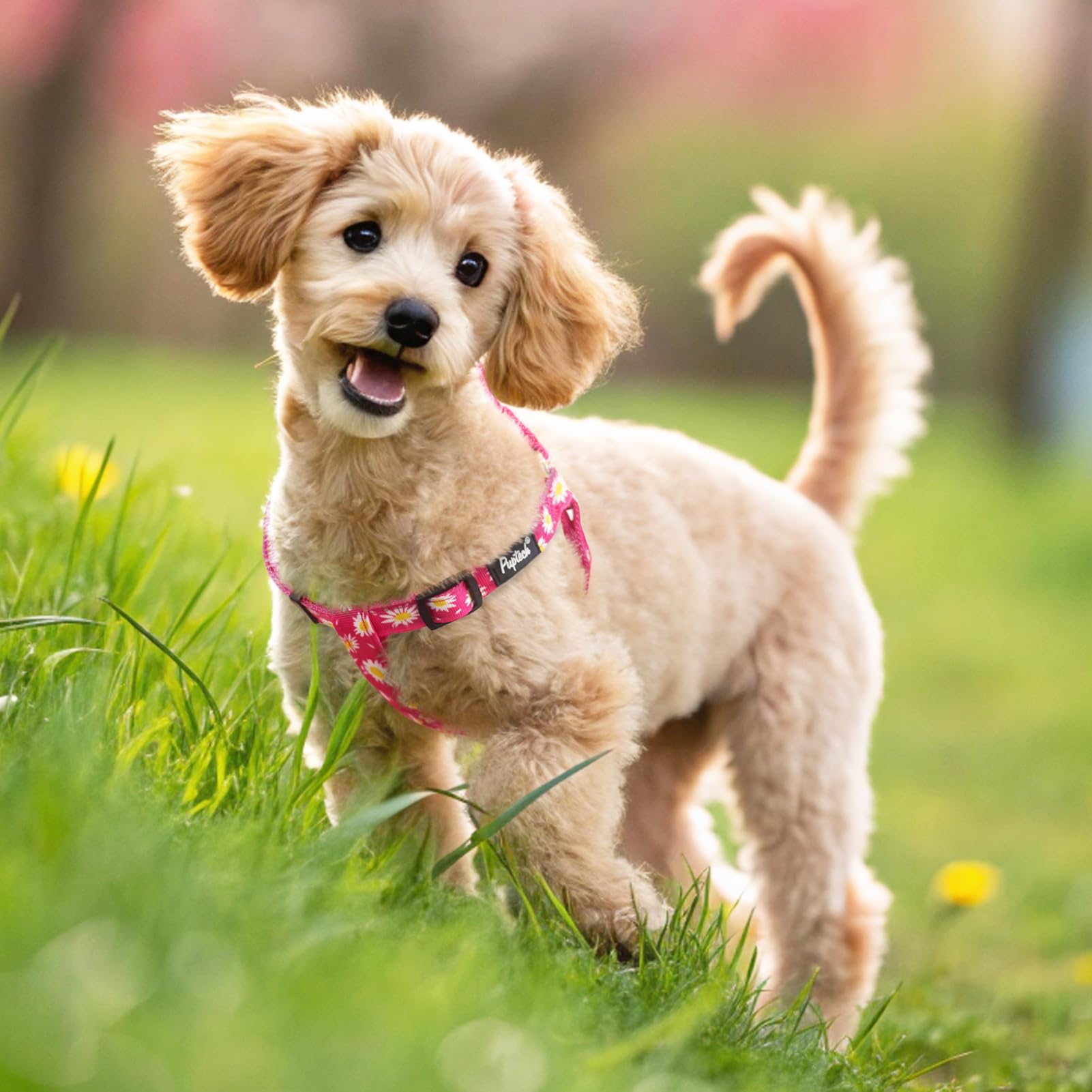 PUPTECK dog walking use image demonstrates everyday comfortable wear