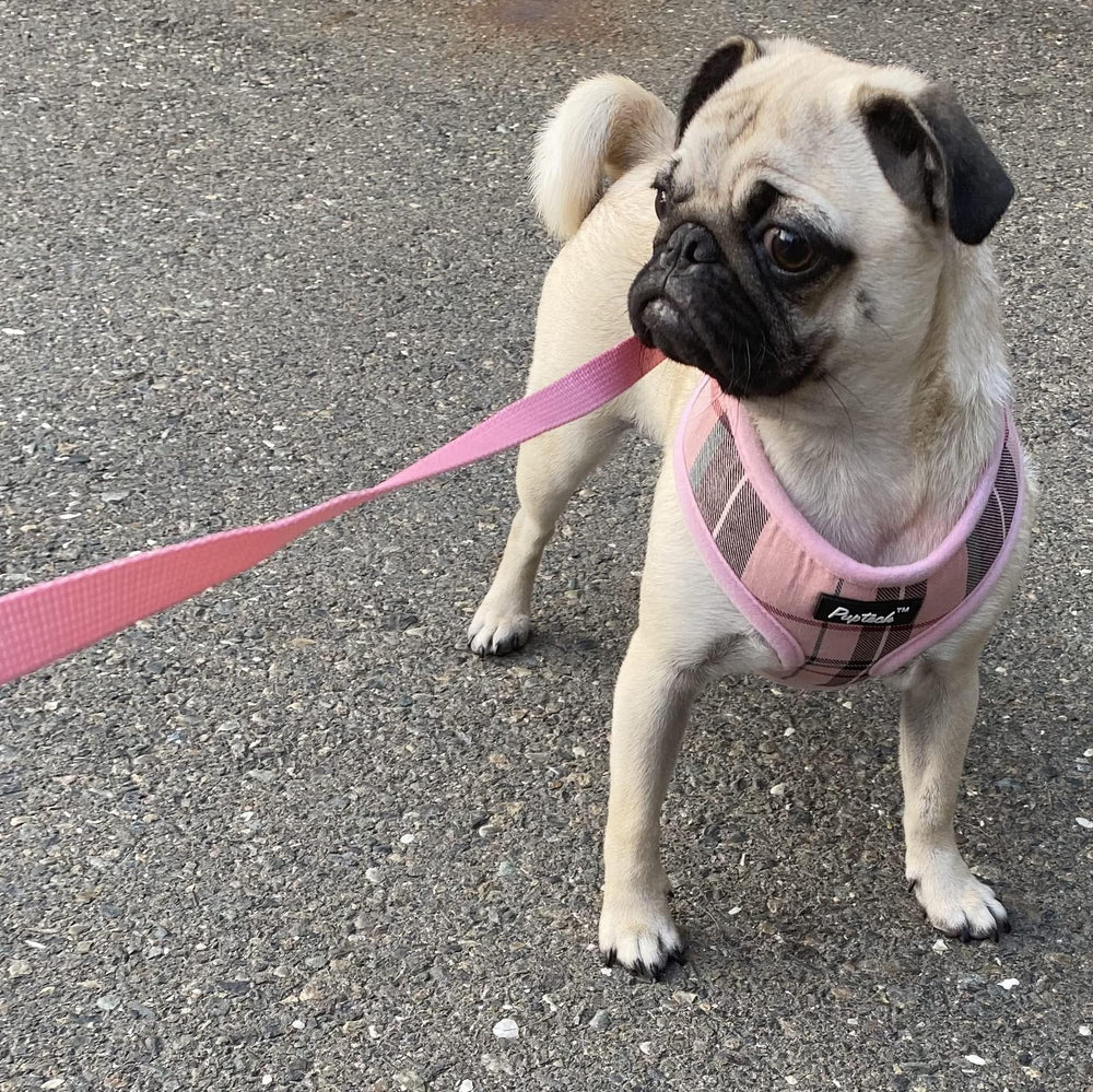 PUPTECK small dog wearing harness during outdoor walk
