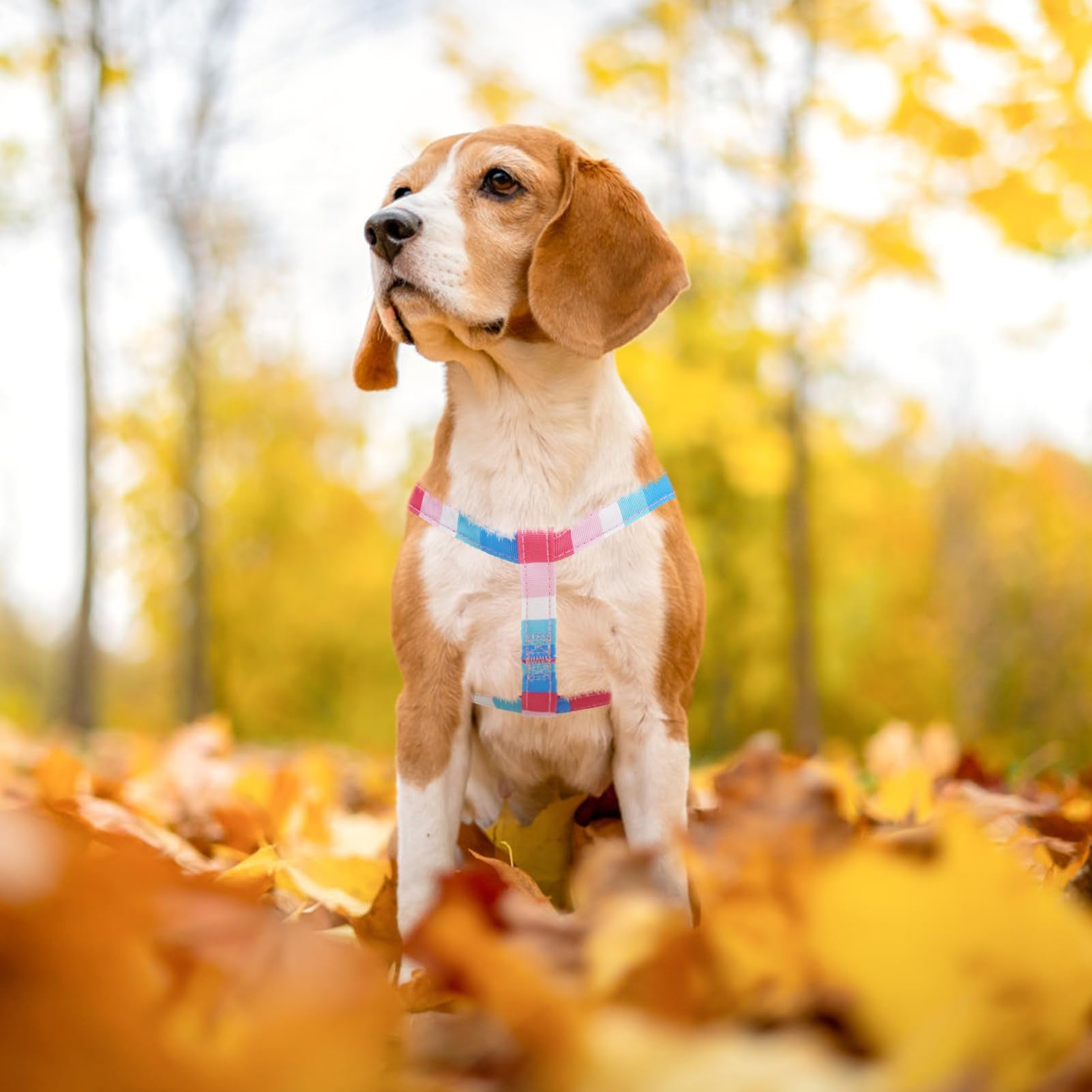 PUPTECK striped pink harness ready for everyday walks and outdoor adventures.