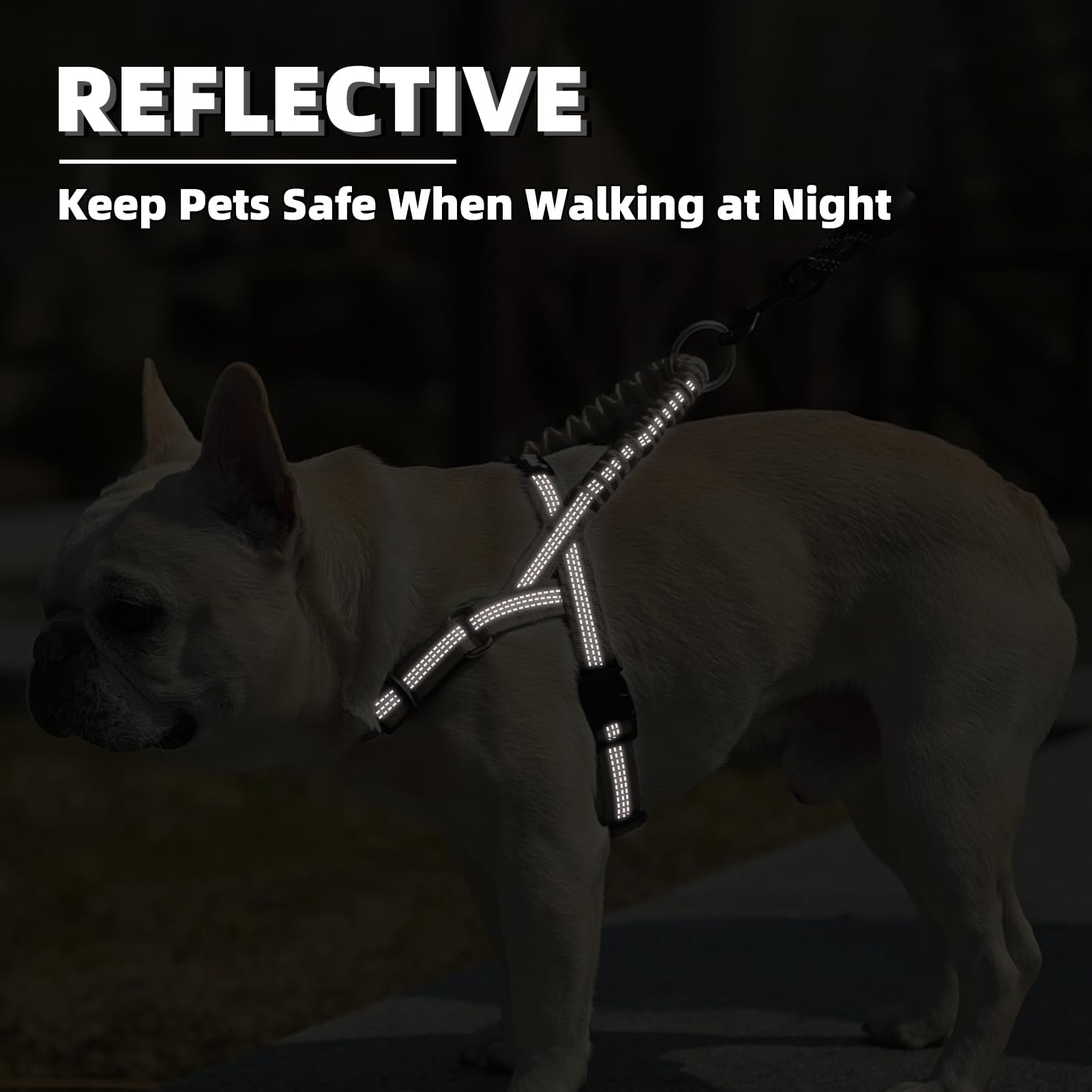 Puptack harness scene shows daily walking and training with dual D-rings