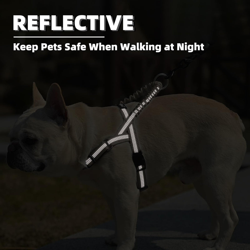 Puptack harness scene shows daily walking and training with dual D-rings