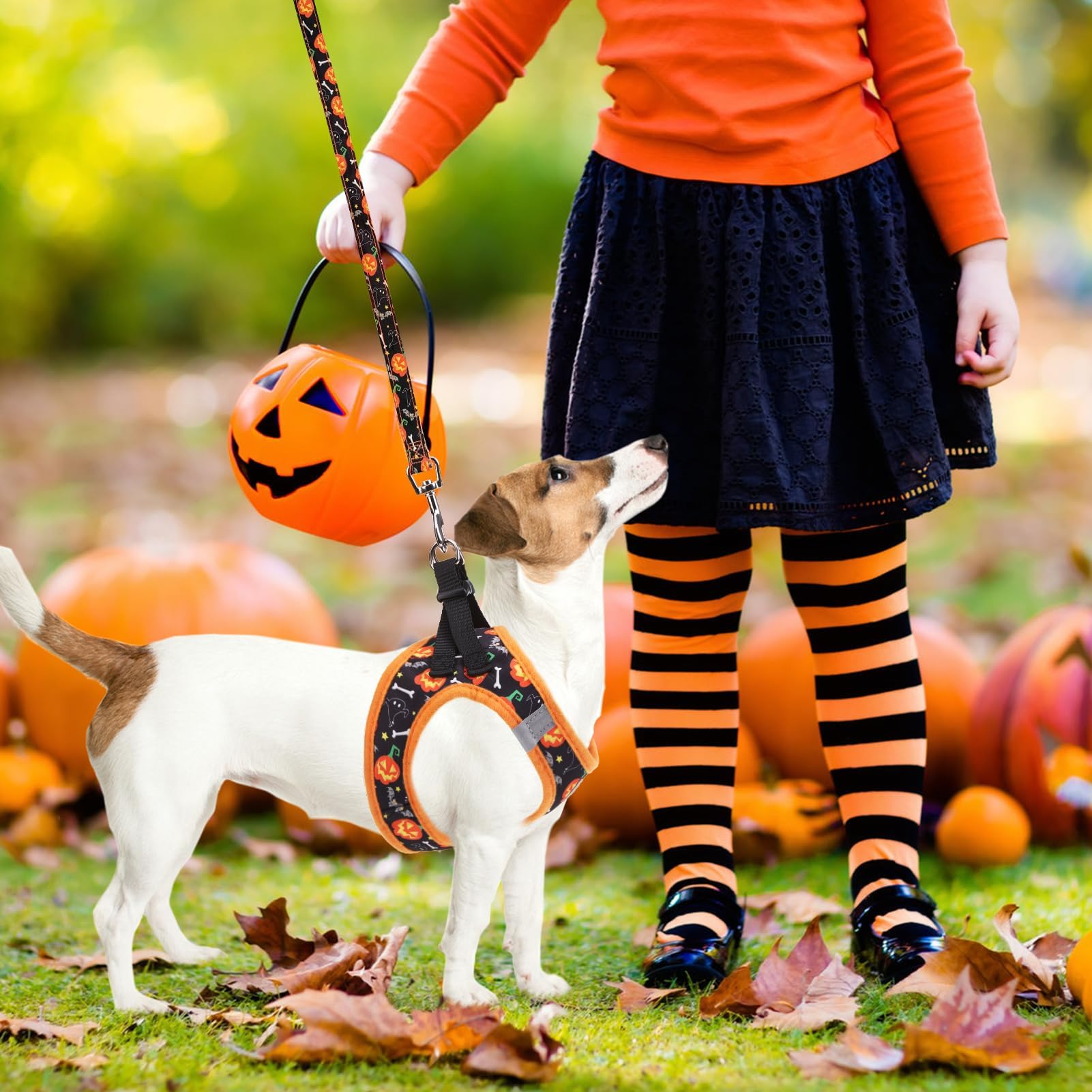 PUPTECK dog-walking outdoor scene showing complete set in action