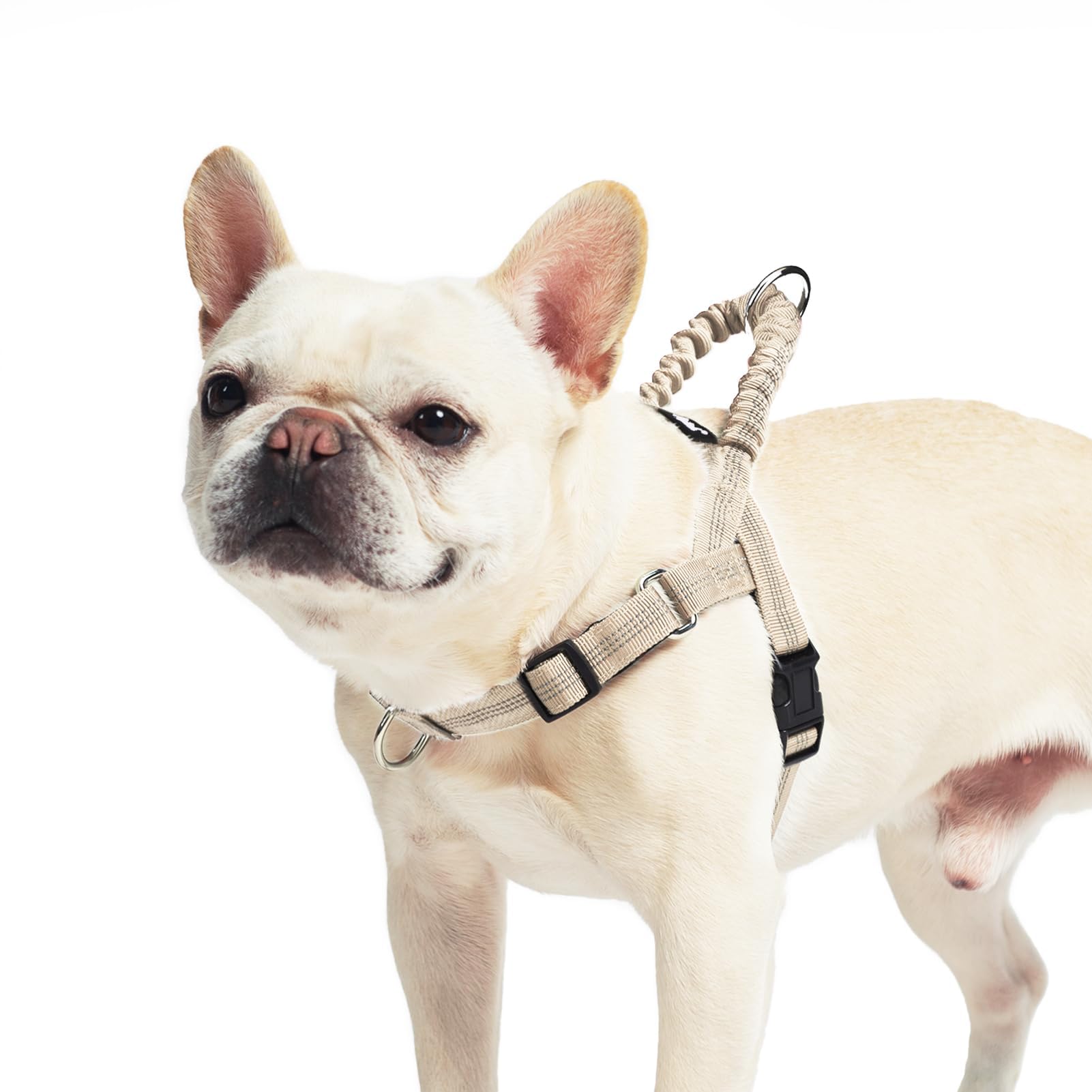 Puptack no-pull harness back clip in use for daily walks