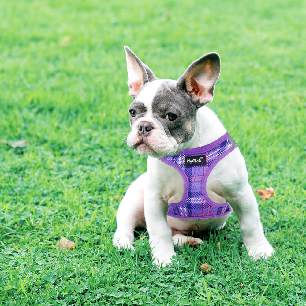 Arnés ligero y transpirable de Puptech para perros pequeños.