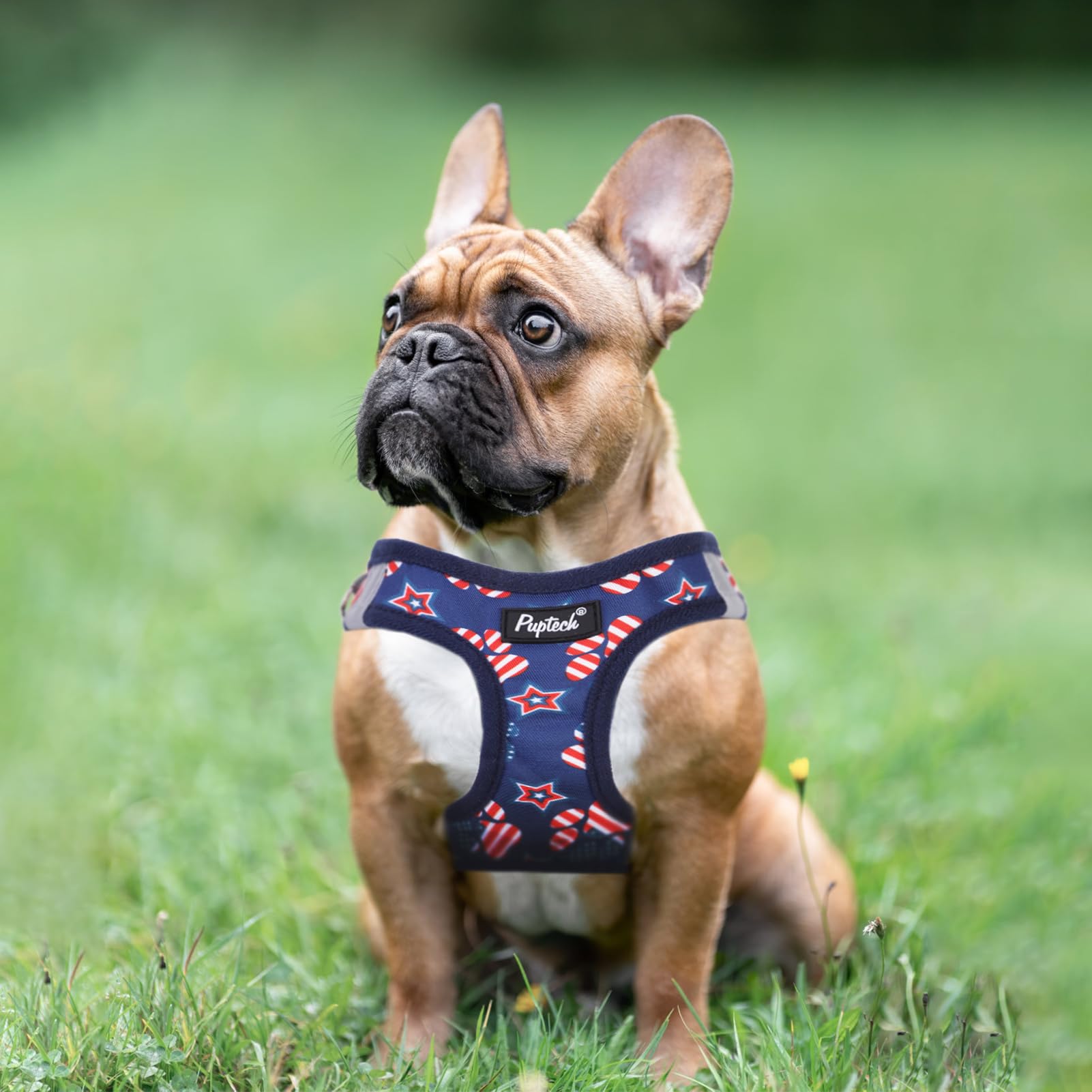 Arnés Puptech con estrellas y rayas ideal para fiestas