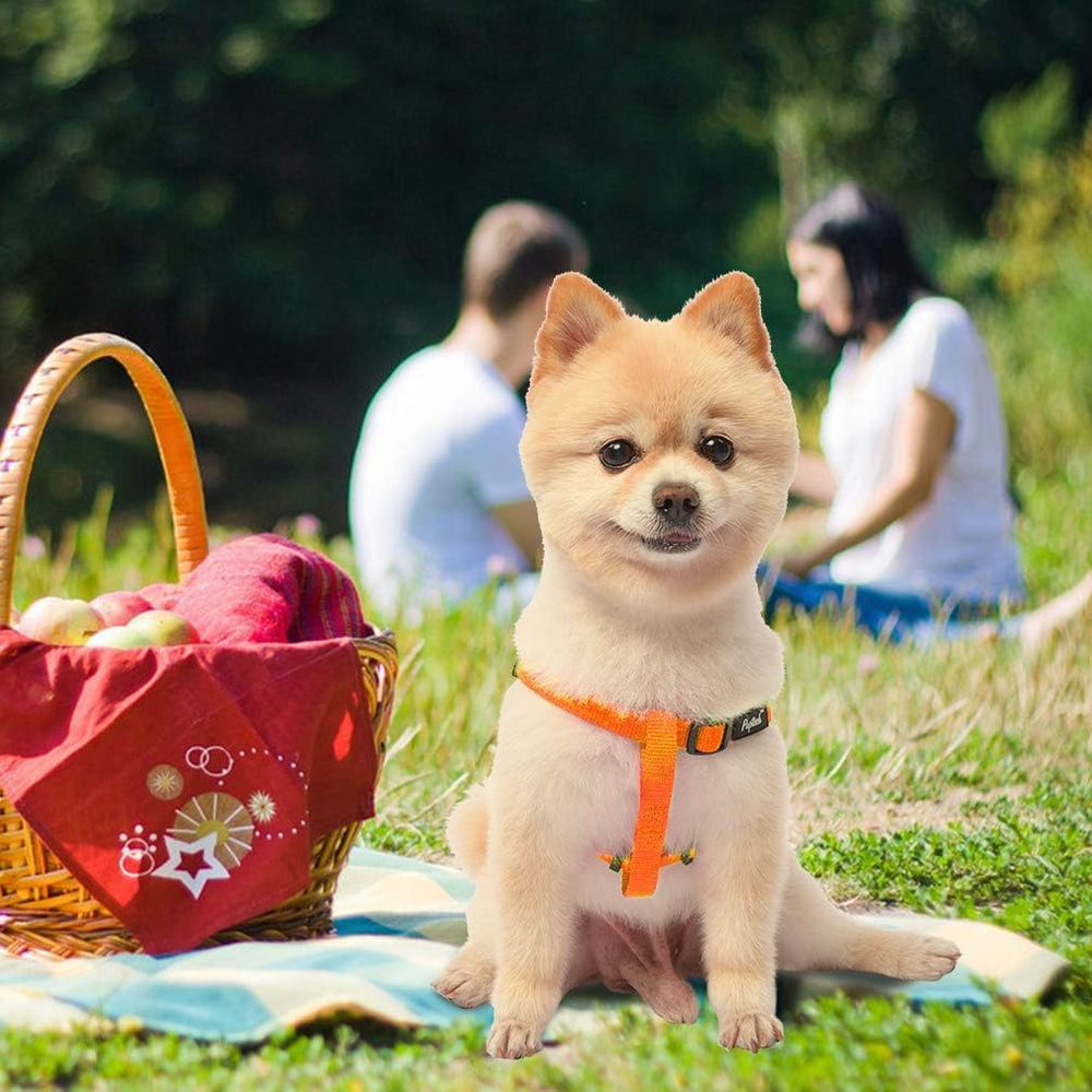 PUPTECK orange color keeps dogs visible during outdoor walks.