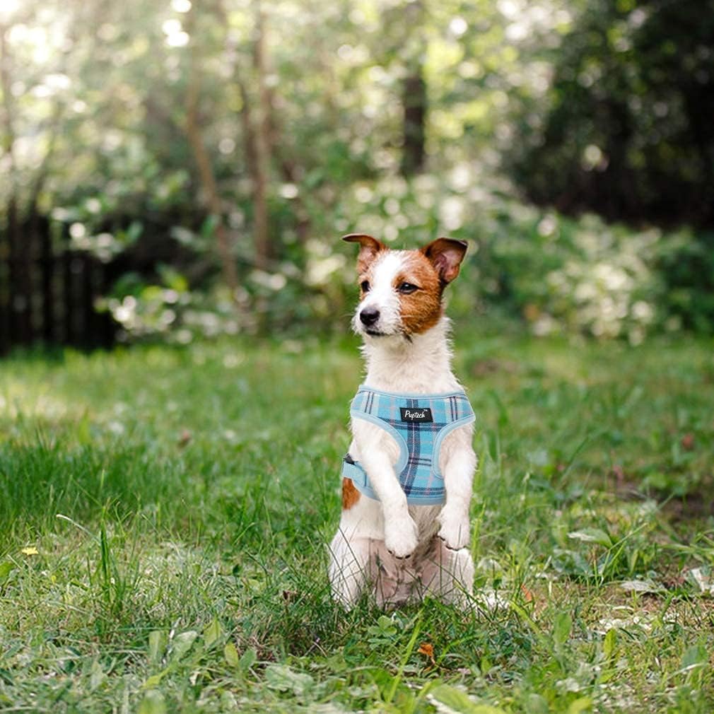 Perro pequeño usando arnés PUPTECK, listo para salidas diarias.