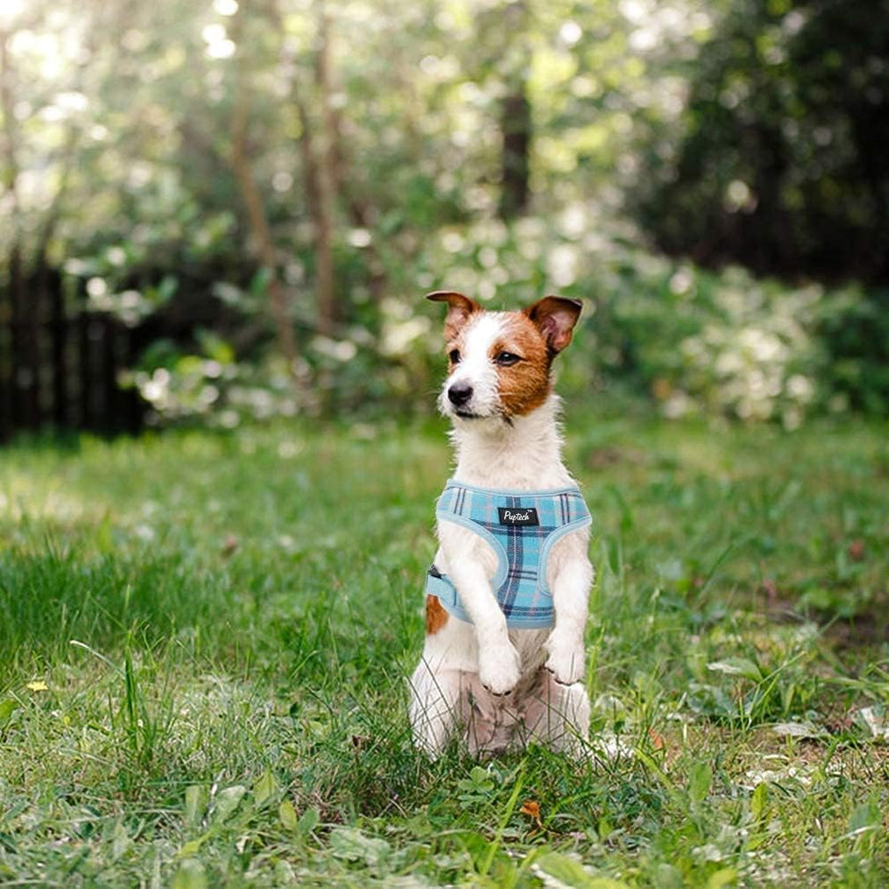 Perro pequeño usando arnés PUPTECK, listo para salidas diarias.