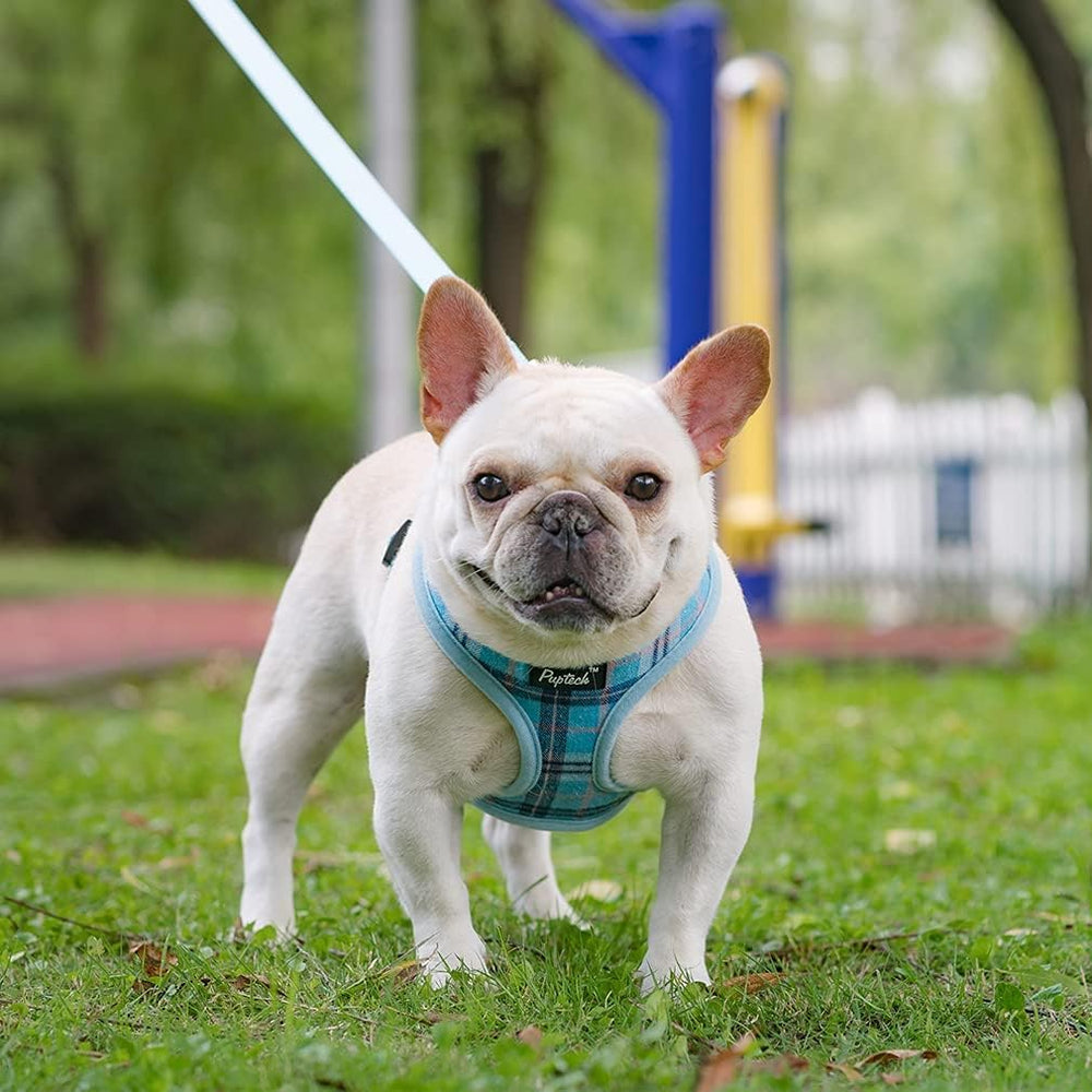 PUPTECK D-ring leash attachment shows secure connection to the leash.