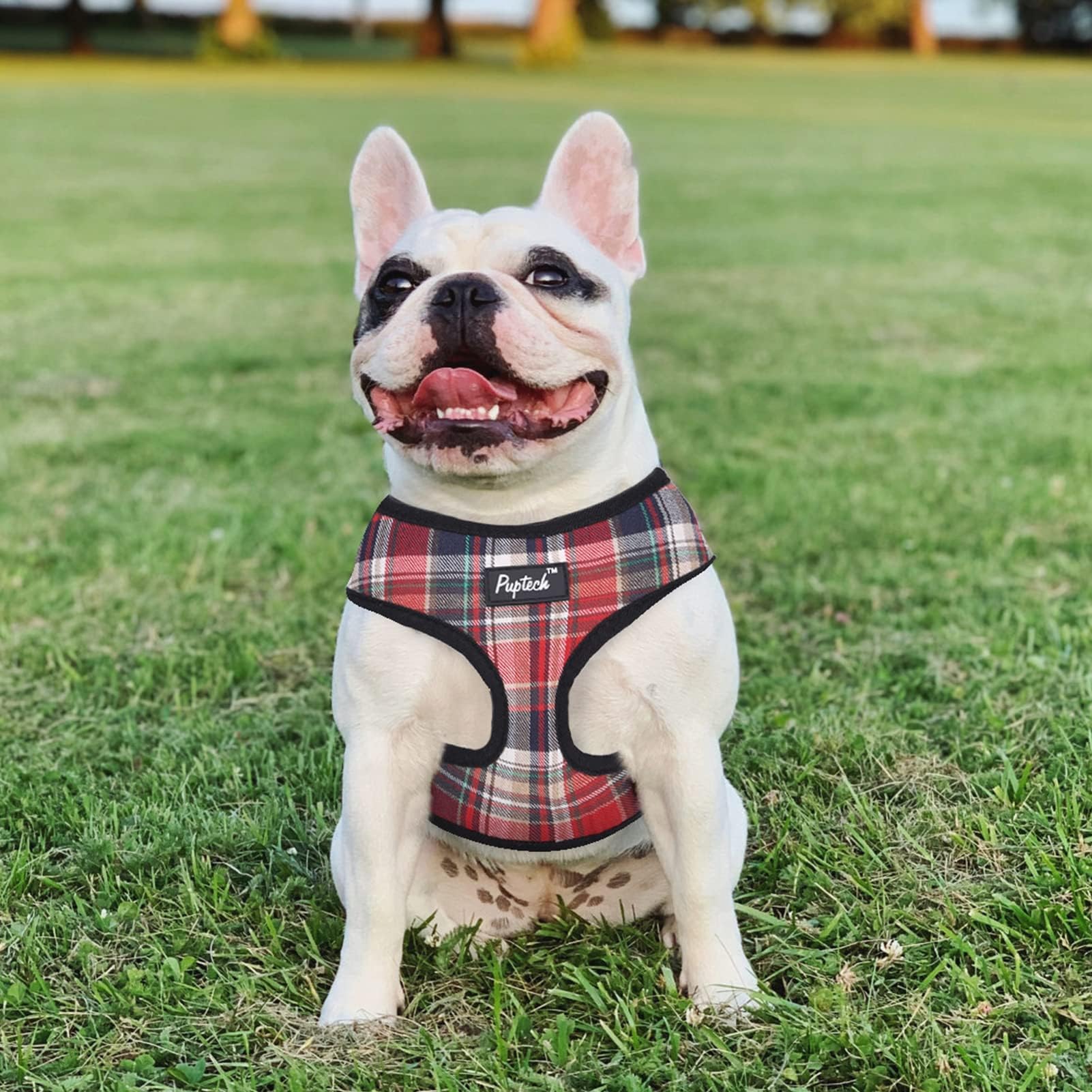 PUPTECK metal D-ring connects to leash for secure control during walks