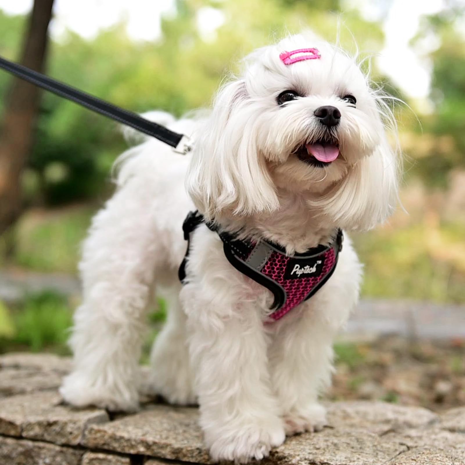 PUPTECK lightweight breathable material keeps small dogs comfortable year-round.