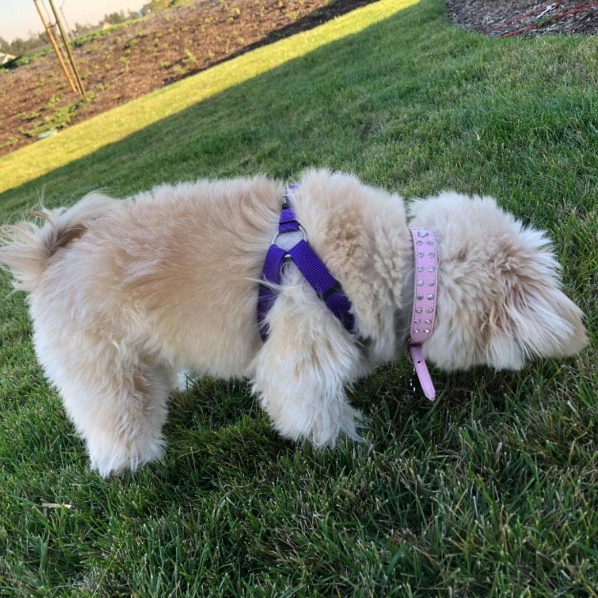 PUPTECK Dog-walking friendly design supports calm, controlled strolls.