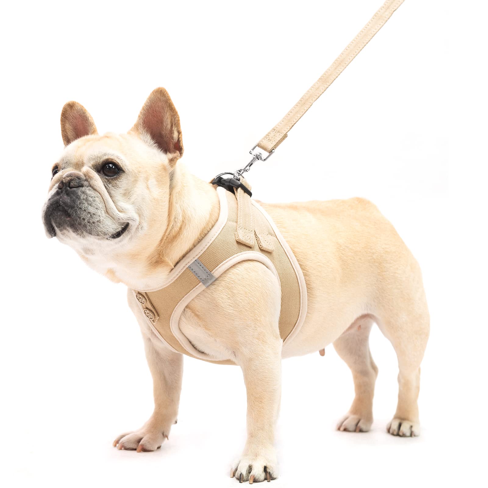 PUPTECK dog-walking scenario image shows harness and leash in use.