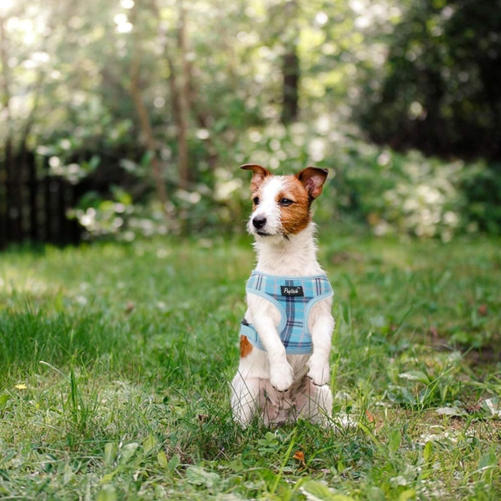 PUPTECK four-season wearability demonstrates year-round comfort