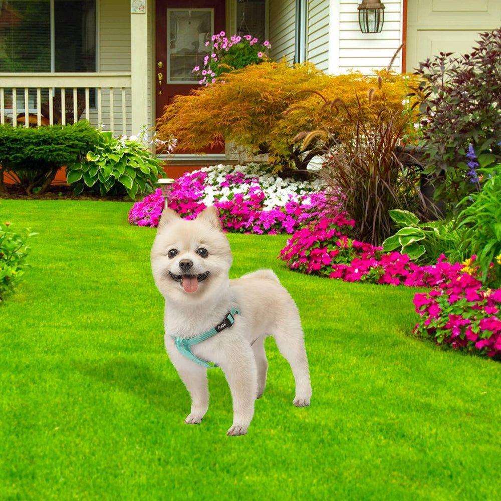PUPTECK size M ensures secure chest fit for mid-sized dogs