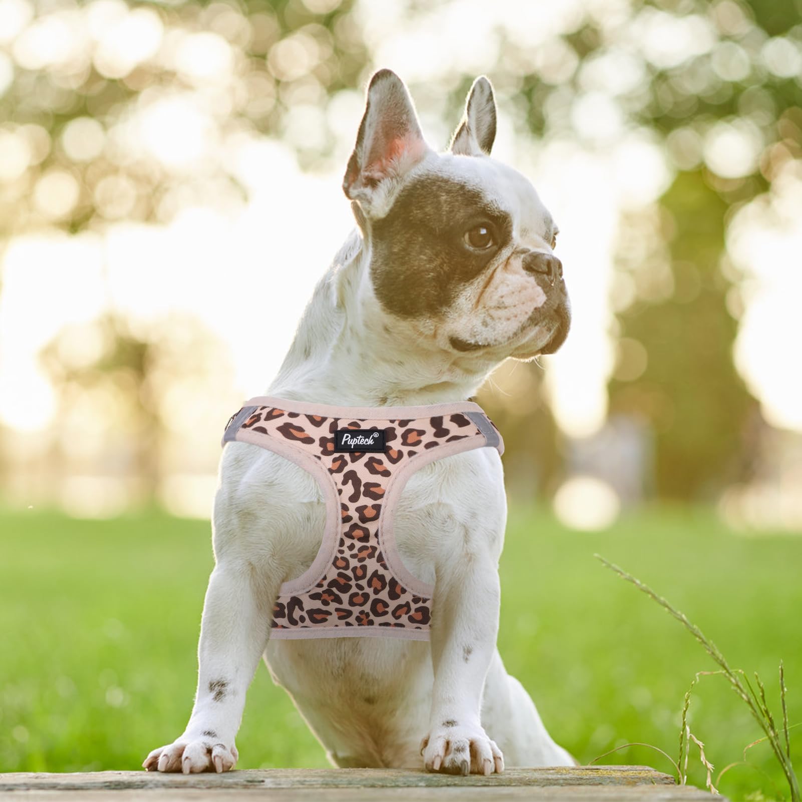 PUPTECK small-dog size chart to guide fit