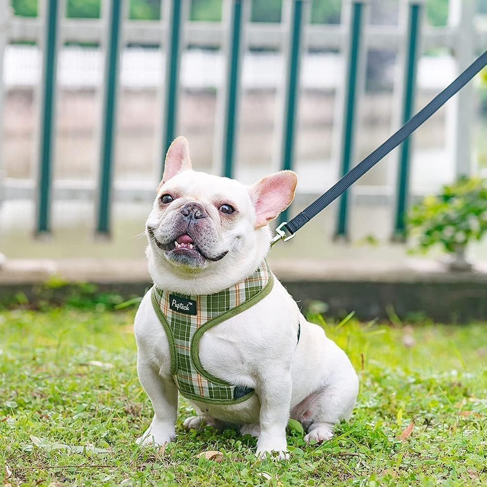 PUPTECK leash attachment with D-ring in action