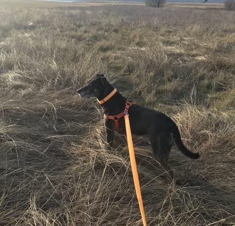 PUPTECK orange harness on a walking dog; durable nylon for daily outdoor use.