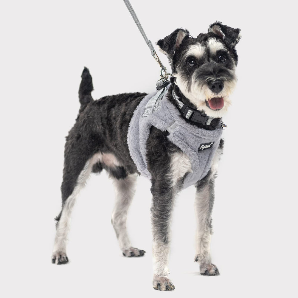 PUPTECK outdoor-walking setup ideal for daily pet adventures in any weather.